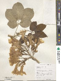 Roseodendron donnell-smithii image