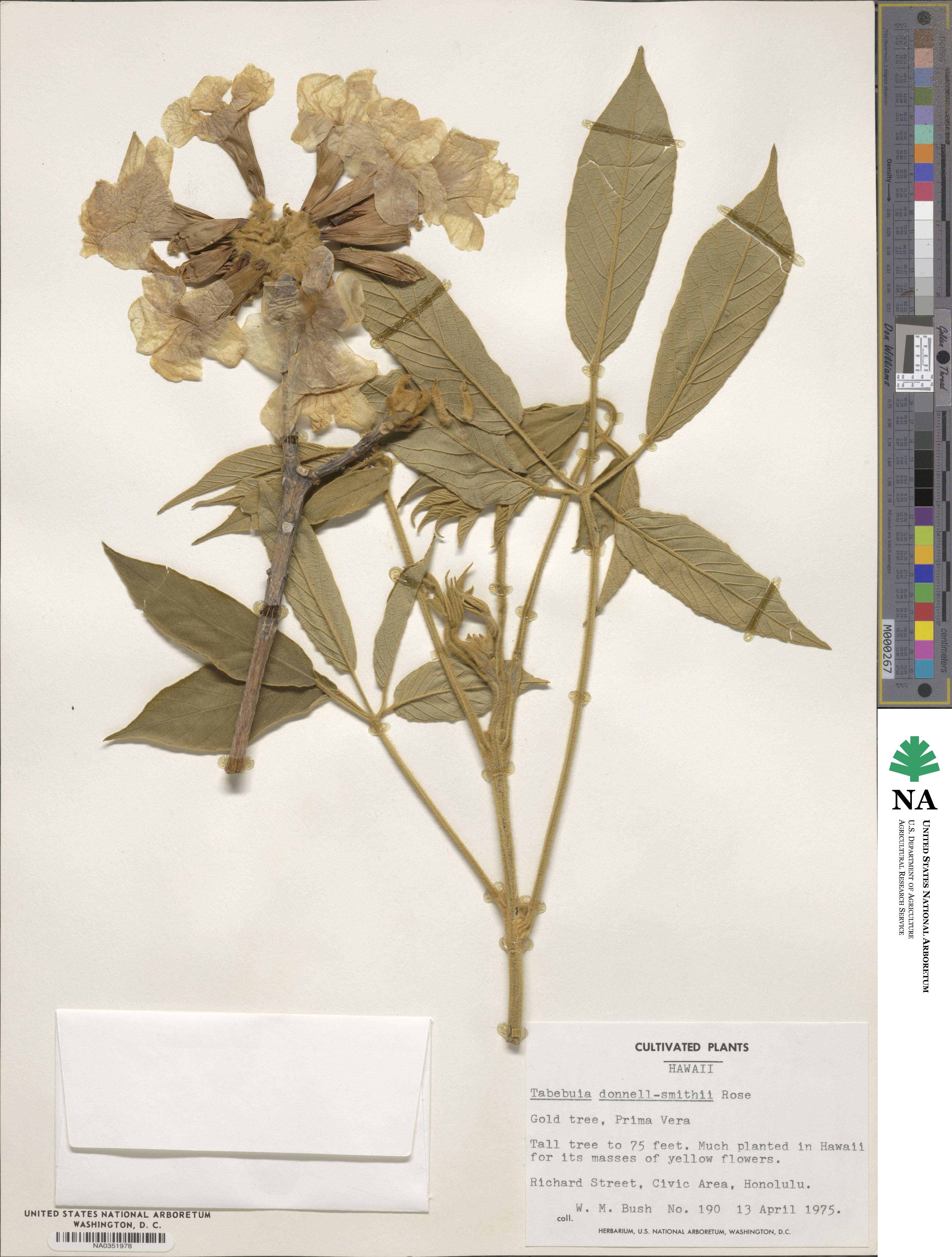 Roseodendron image