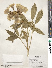 Roseodendron donnell-smithii image