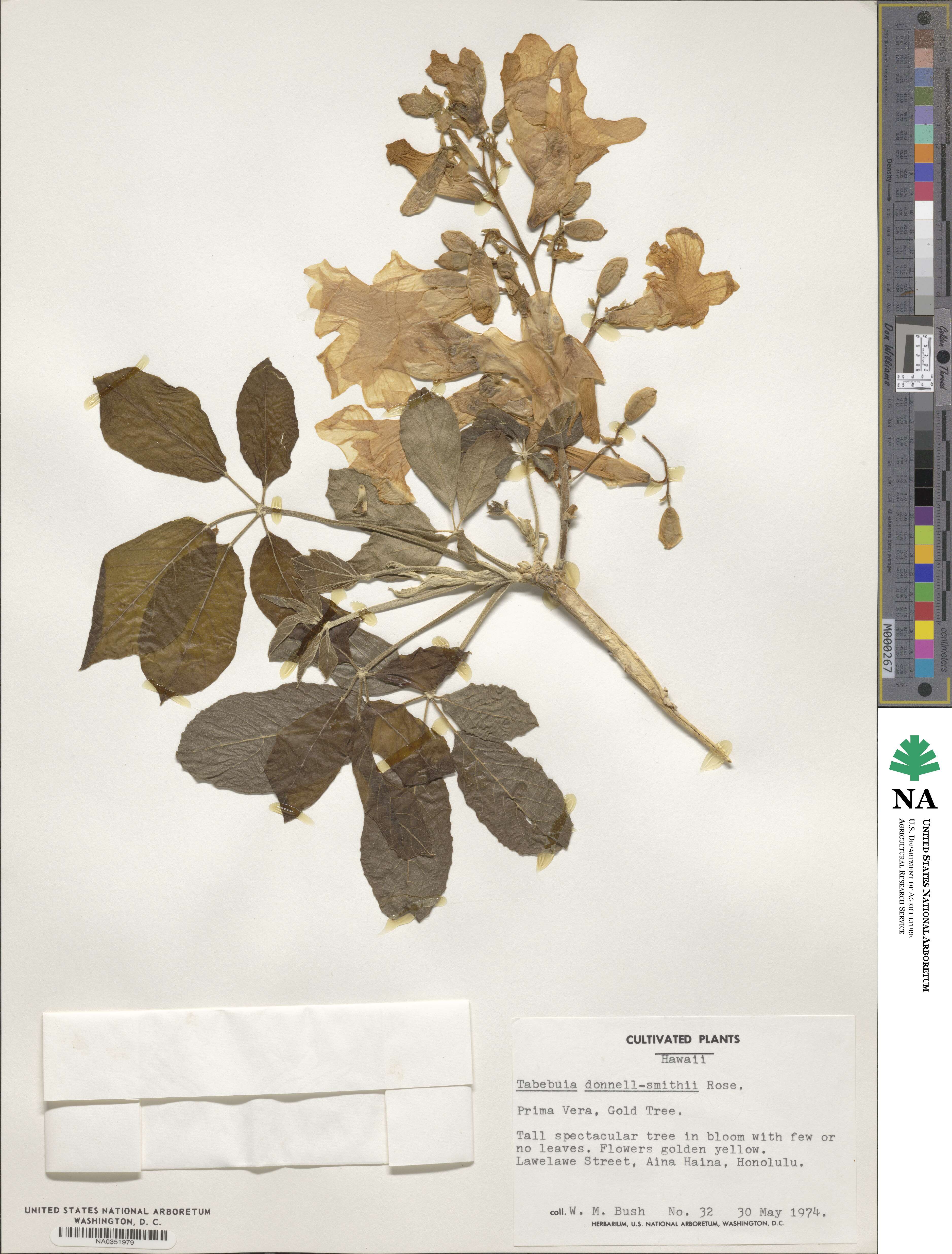 Roseodendron donnell-smithii image