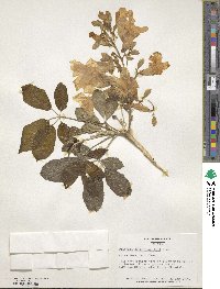 Roseodendron donnell-smithii image