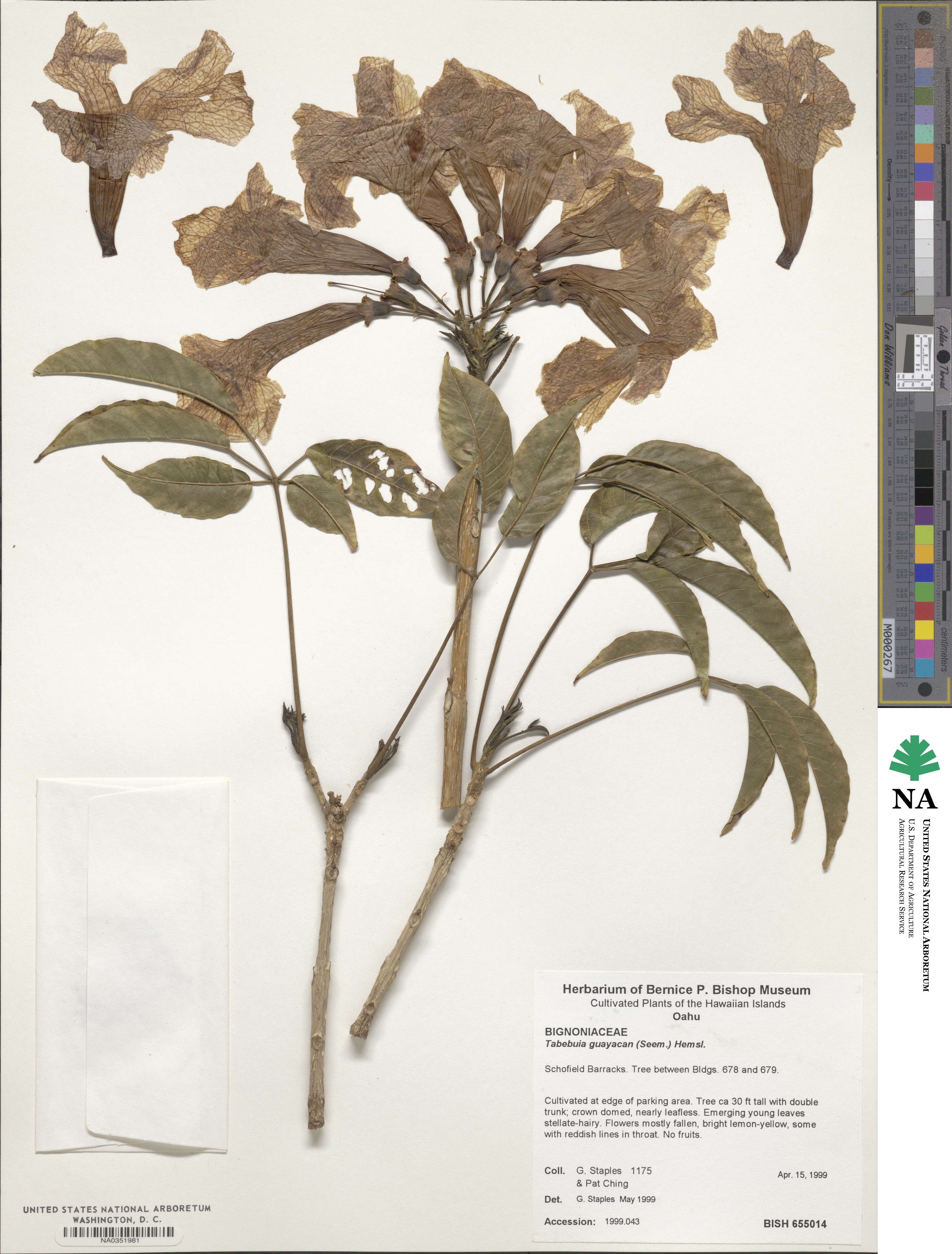 Handroanthus guayacan image