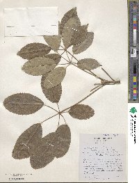 Tabebuia heptaphylla image