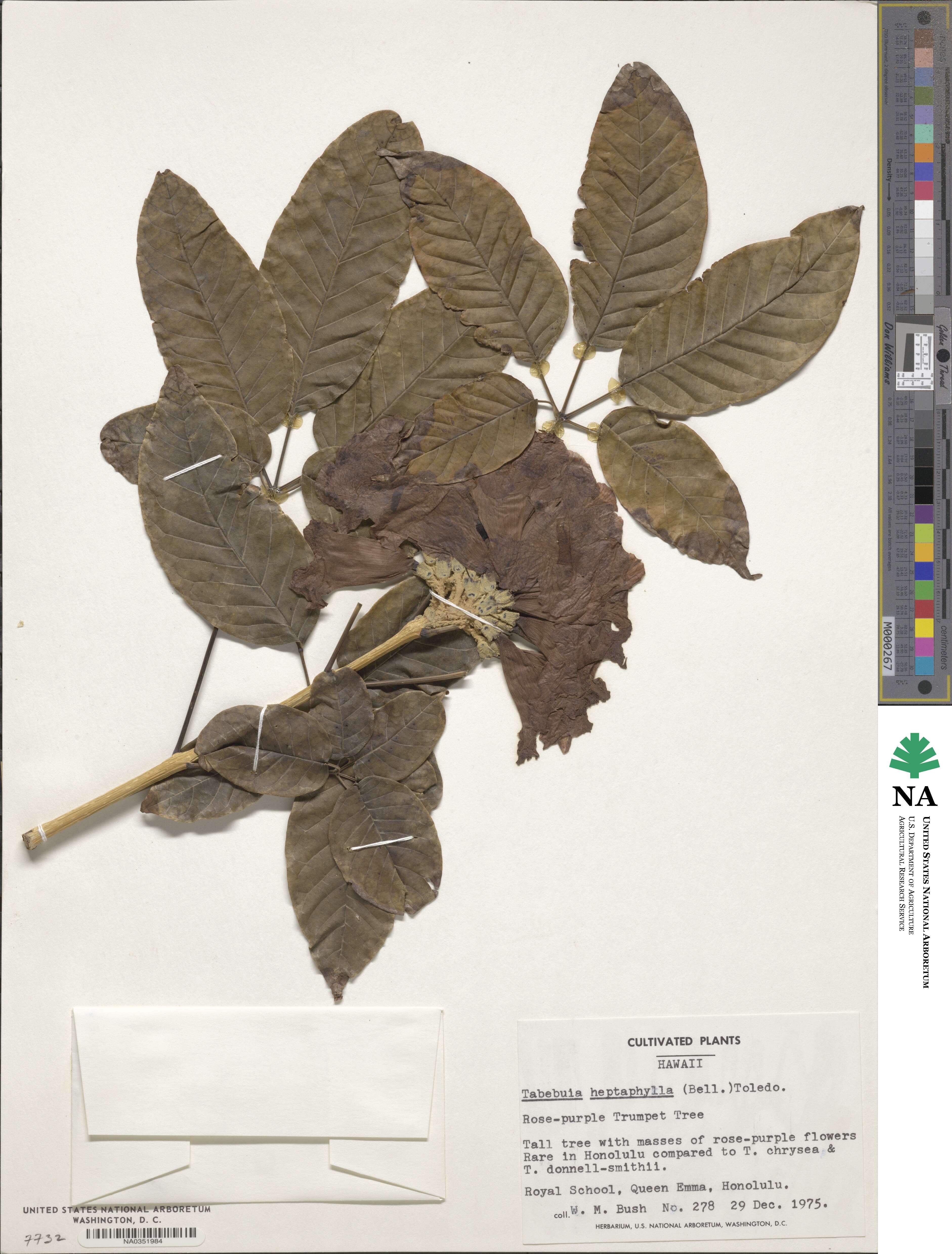 Tabebuia heptaphylla image