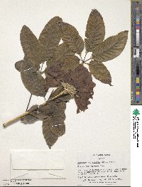 Tabebuia heptaphylla image