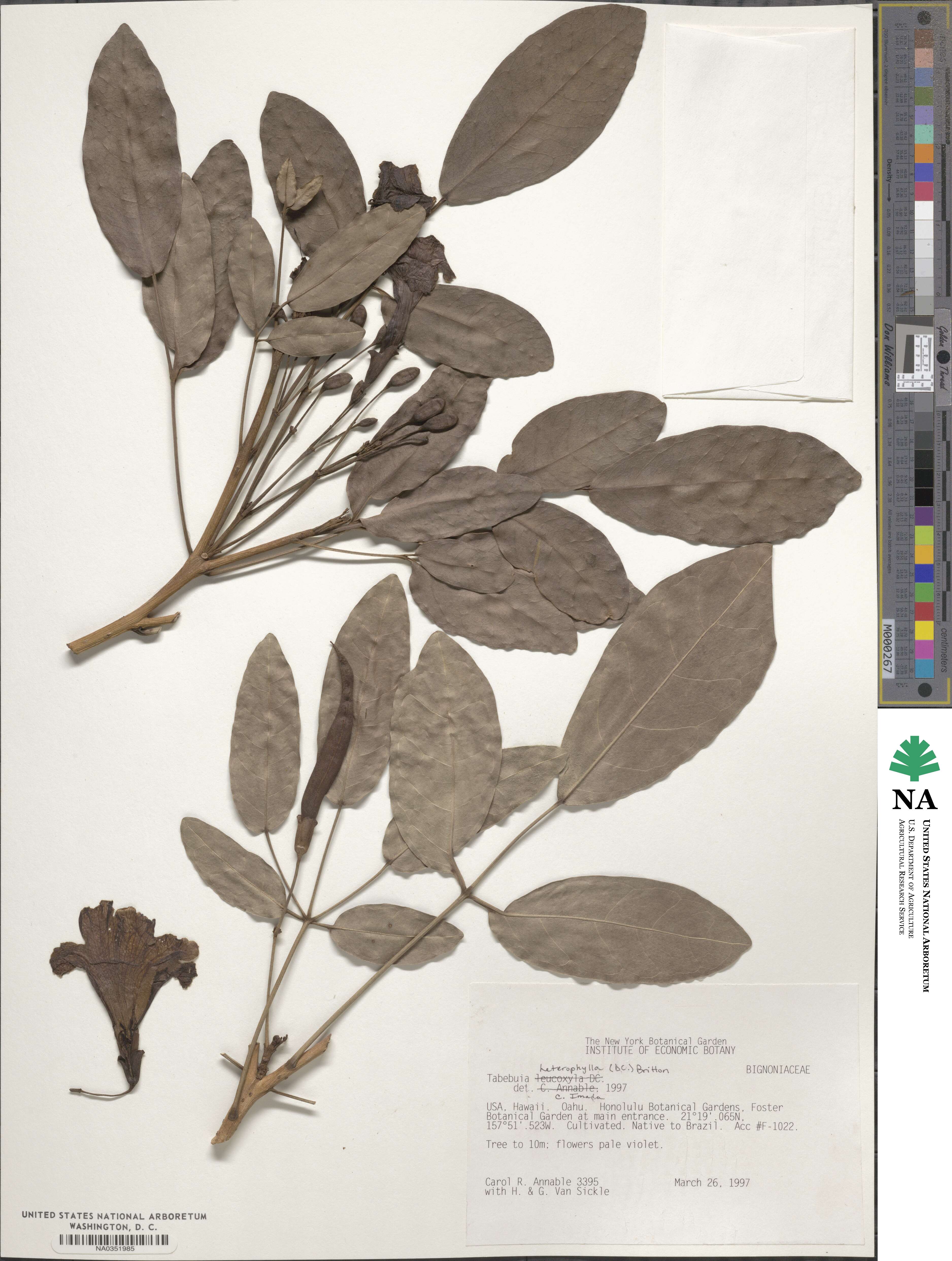 Tabebuia heterophylla image