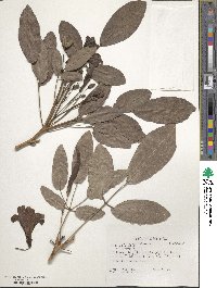 Tabebuia heterophylla image