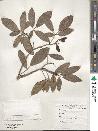 Tabebuia heterophylla image