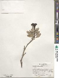 Tabebuia heterophylla image