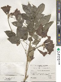 Handroanthus heptaphyllus image