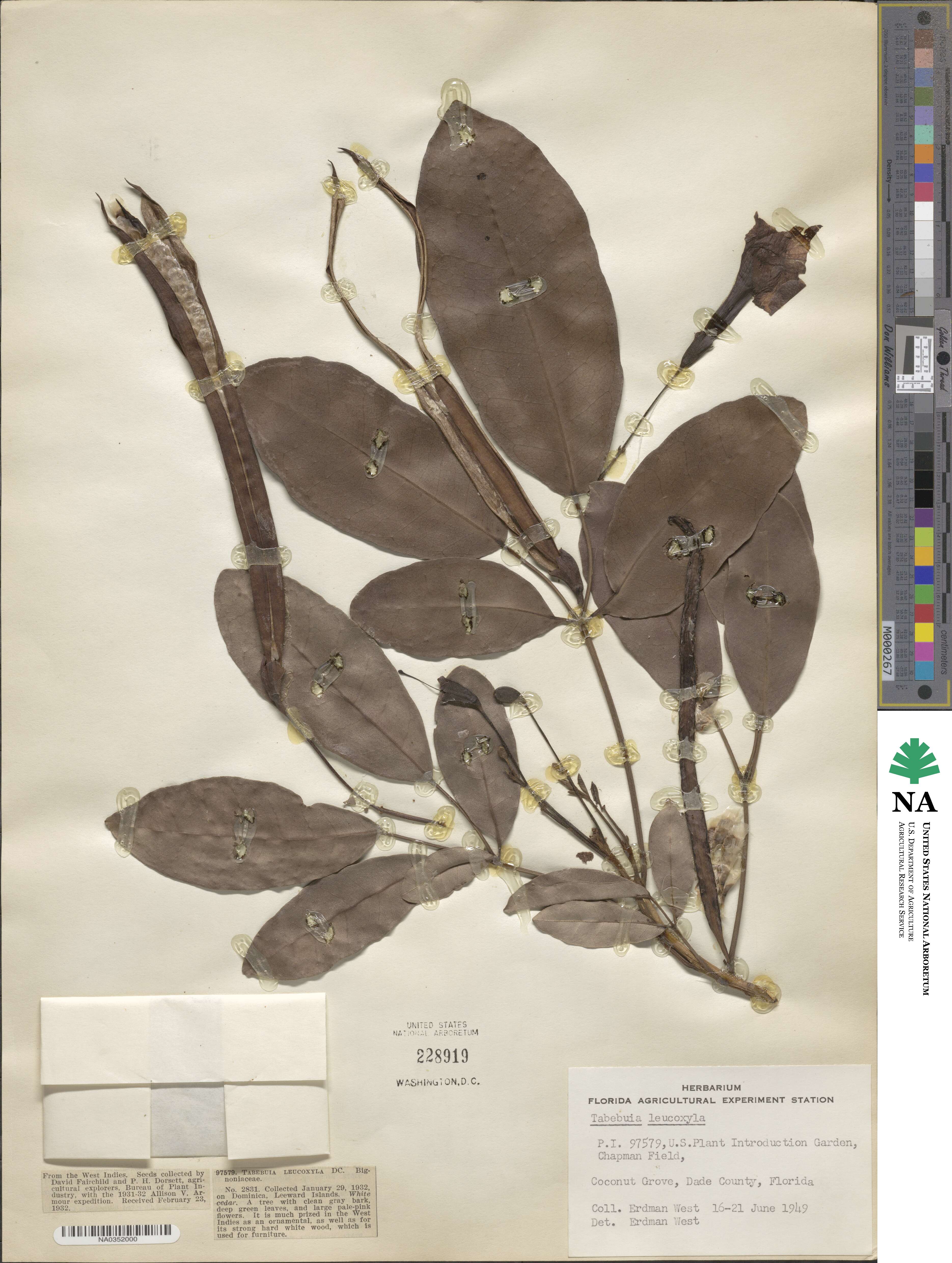 Tabebuia obtusifolia image