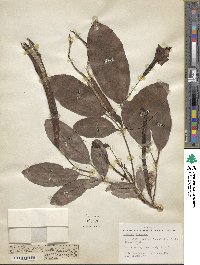 Tabebuia obtusifolia image