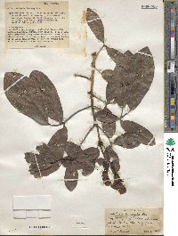 Tabebuia obtusifolia image