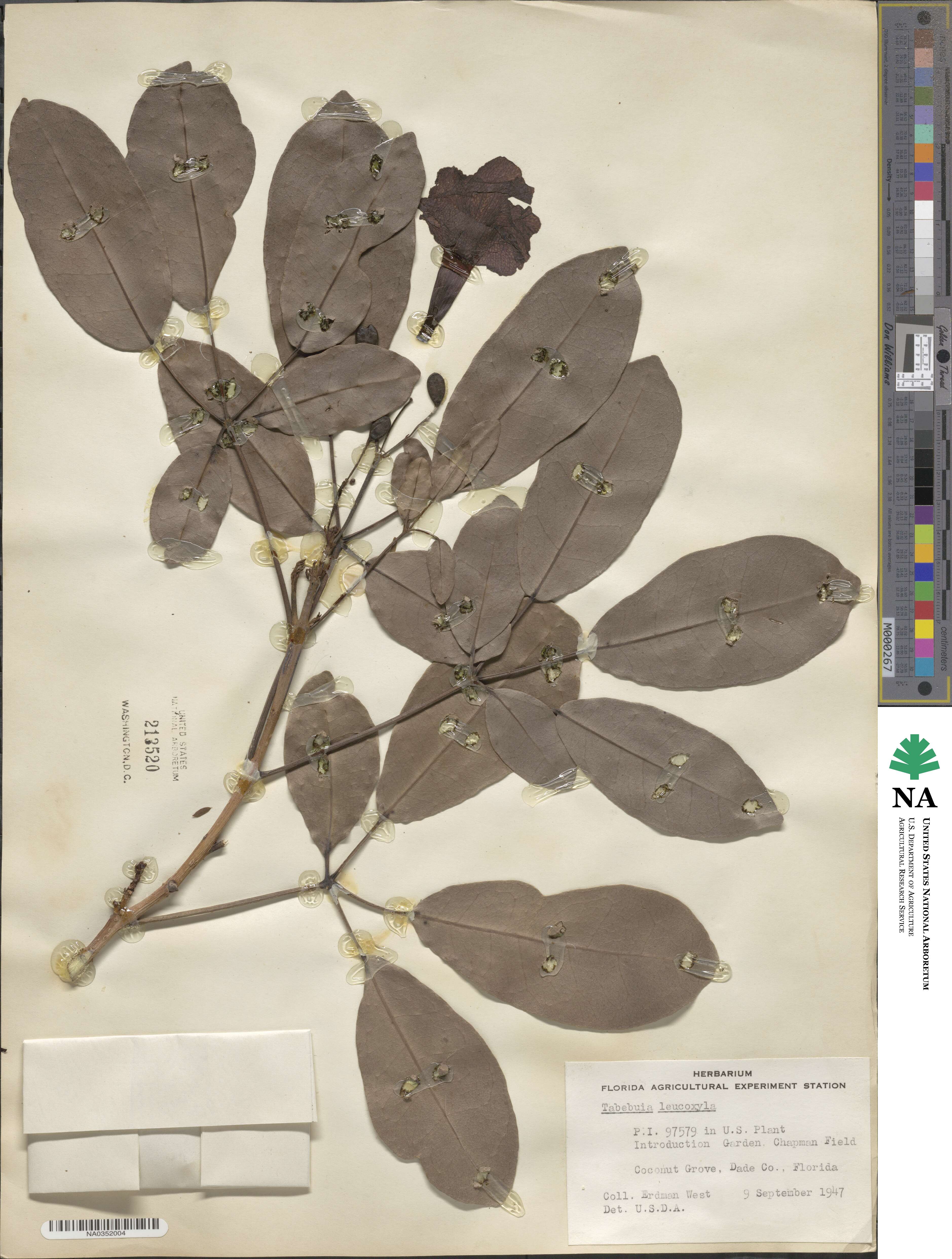 Tabebuia obtusifolia image