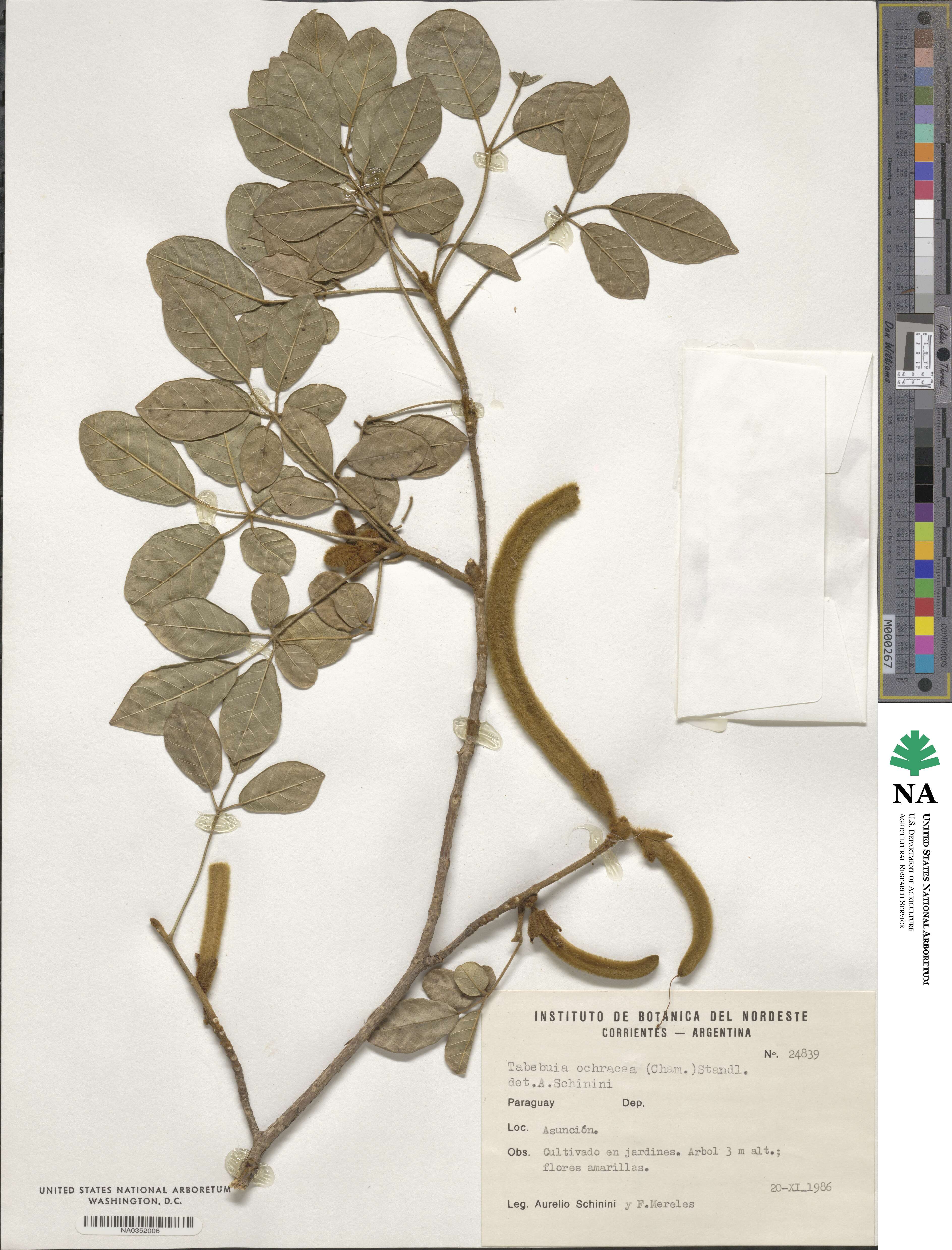 Handroanthus ochraceus subsp. ochraceus image