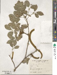 Handroanthus ochraceus image