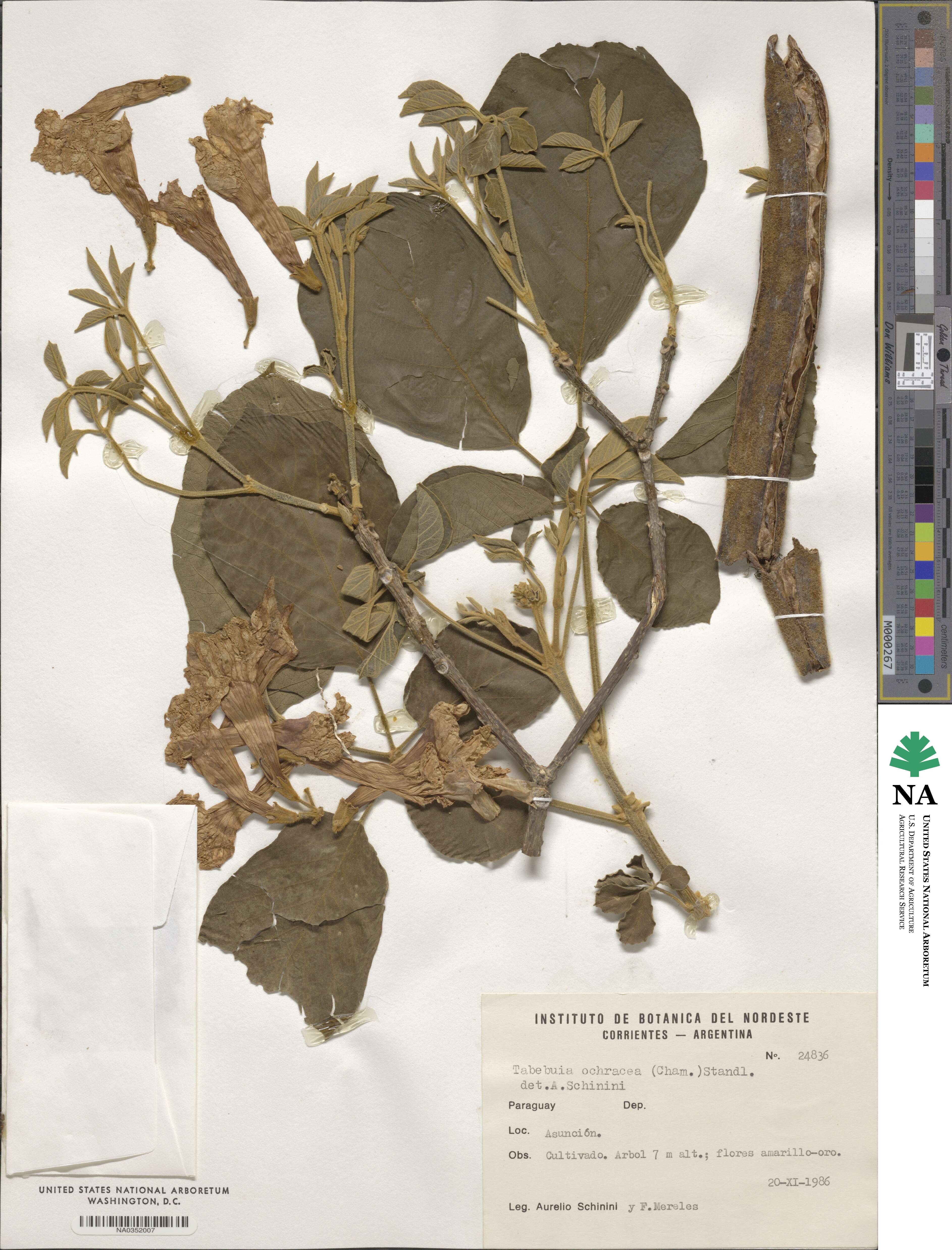 Handroanthus ochraceus image