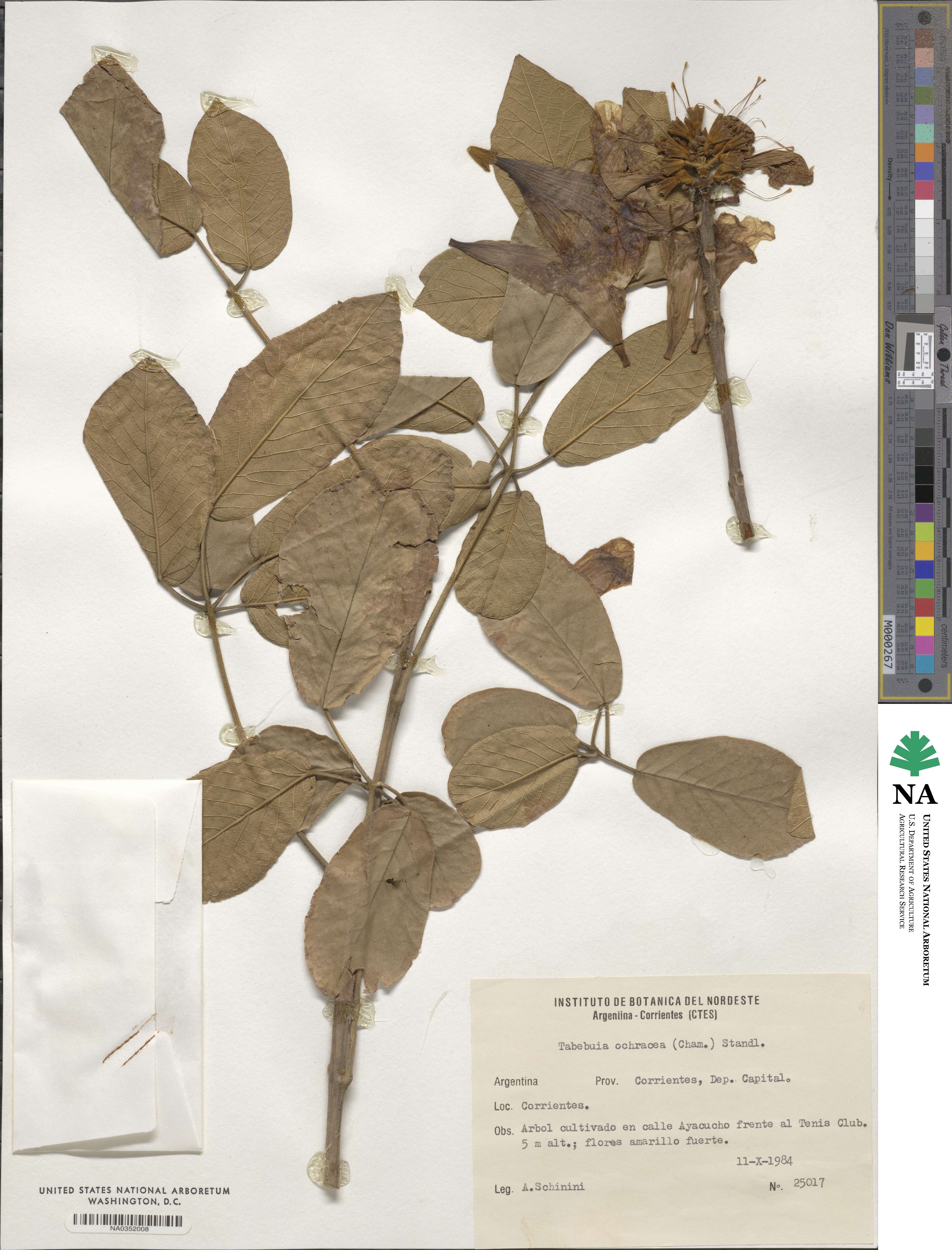 Handroanthus ochraceus subsp. ochraceus image