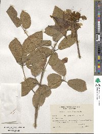 Handroanthus ochraceus image