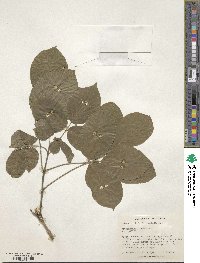 Image of Tabebuia roseoalba