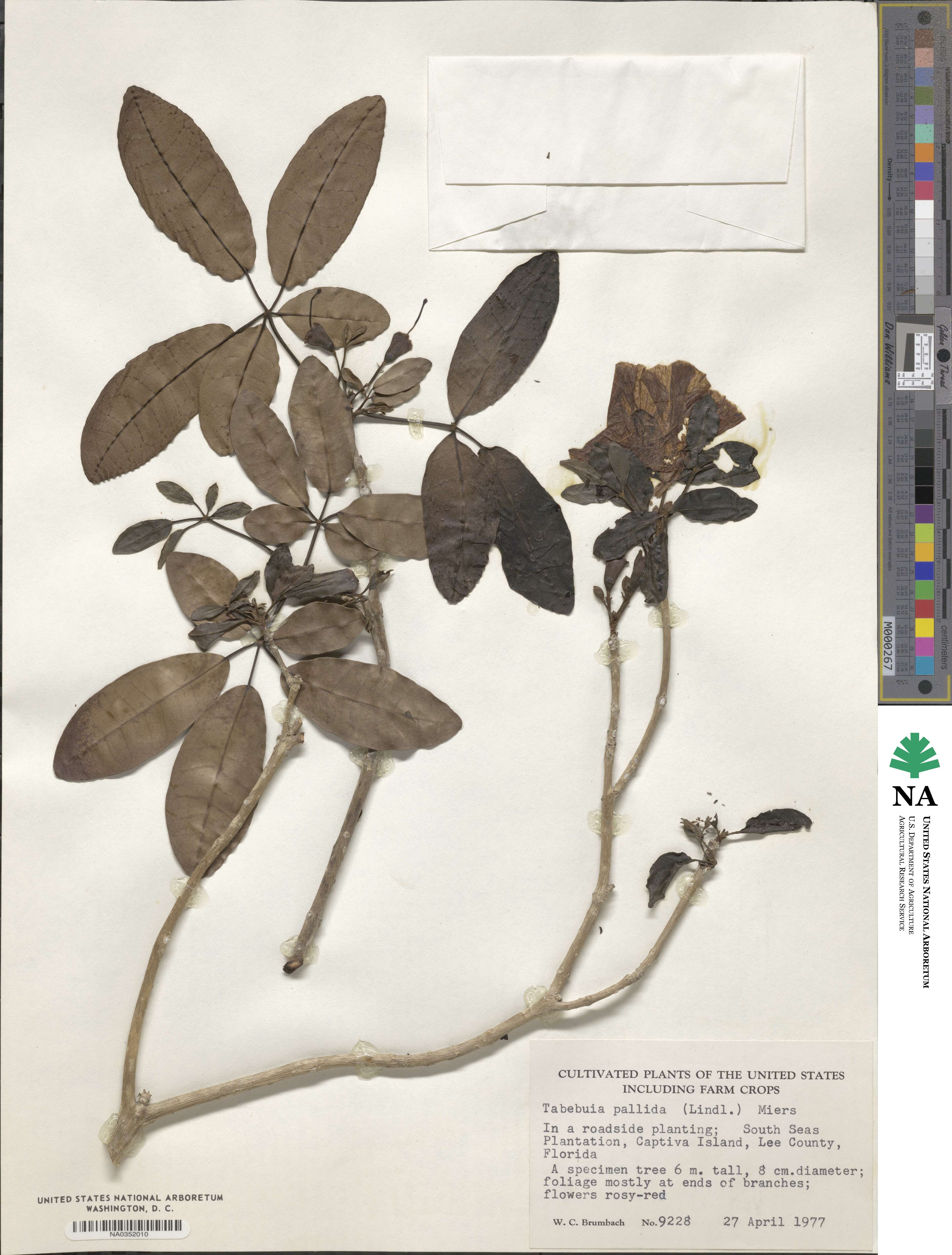 Tabebuia pallida image
