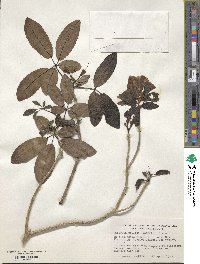 Tabebuia pallida image