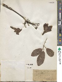 Tabebuia pallida image