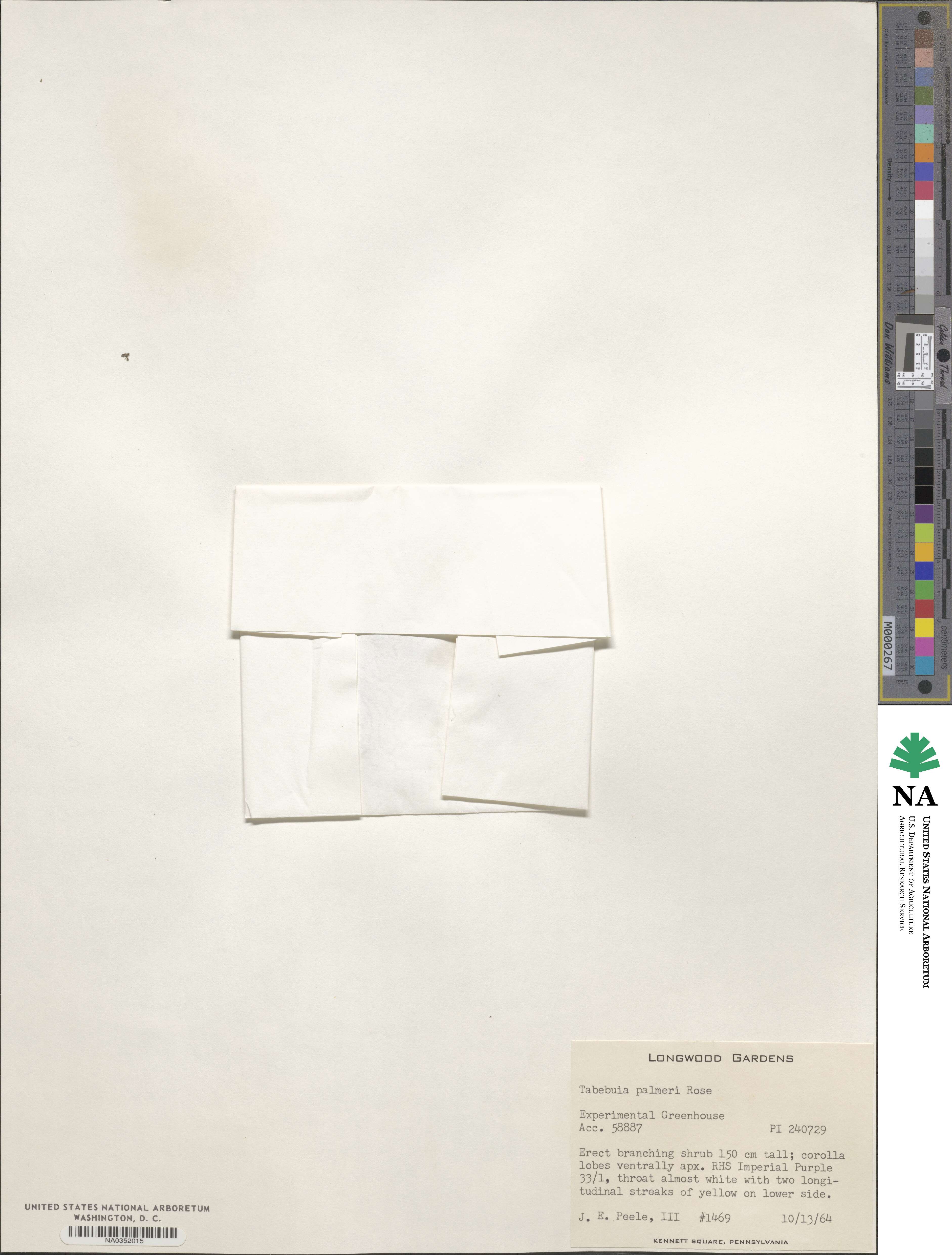 Handroanthus impetiginosum image