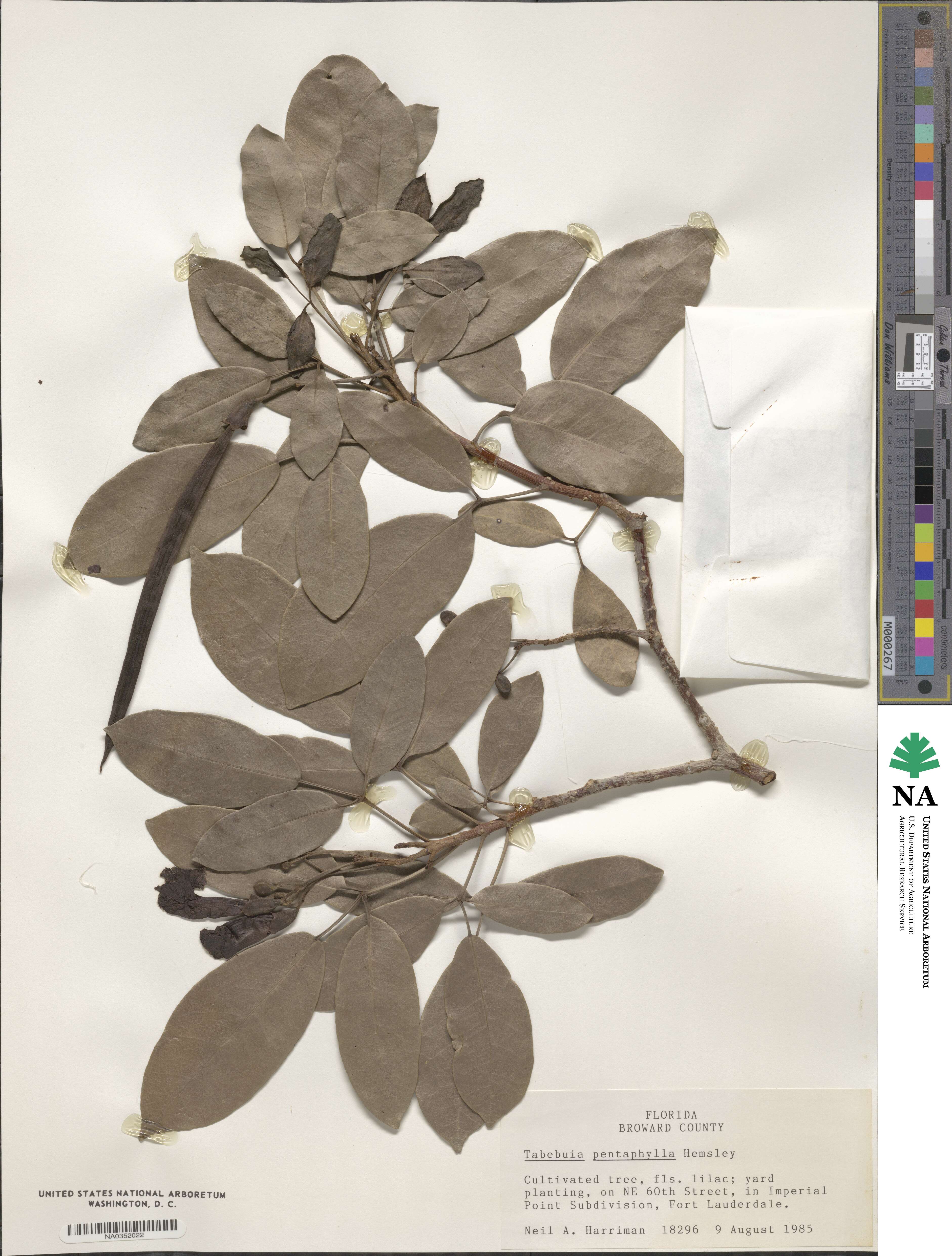 Tabebuia heterophylla image