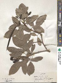 Tabebuia heterophylla image