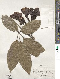 Tabebuia heterophylla image