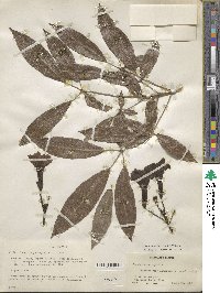 Tabebuia heterophylla image