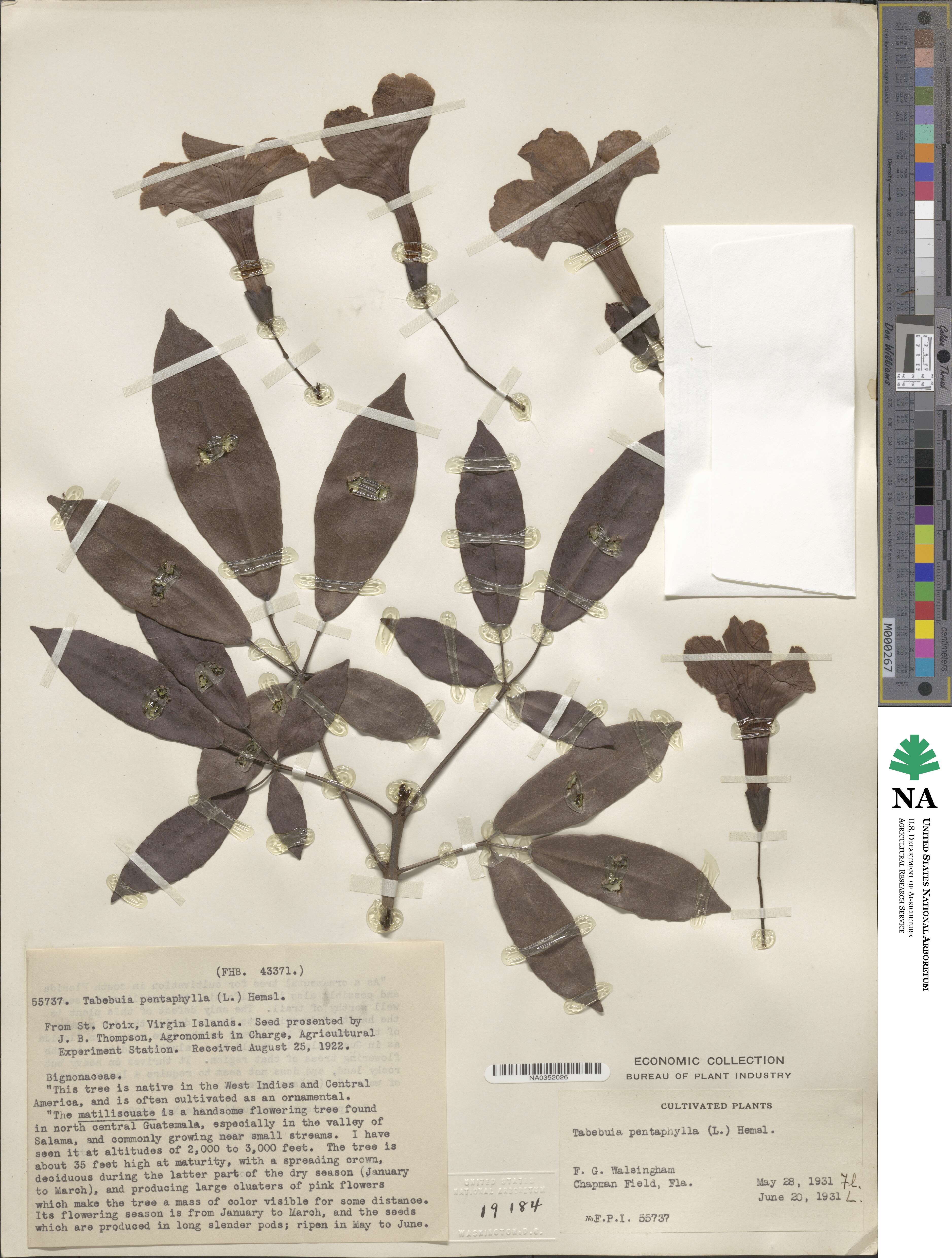 Tabebuia heterophylla image