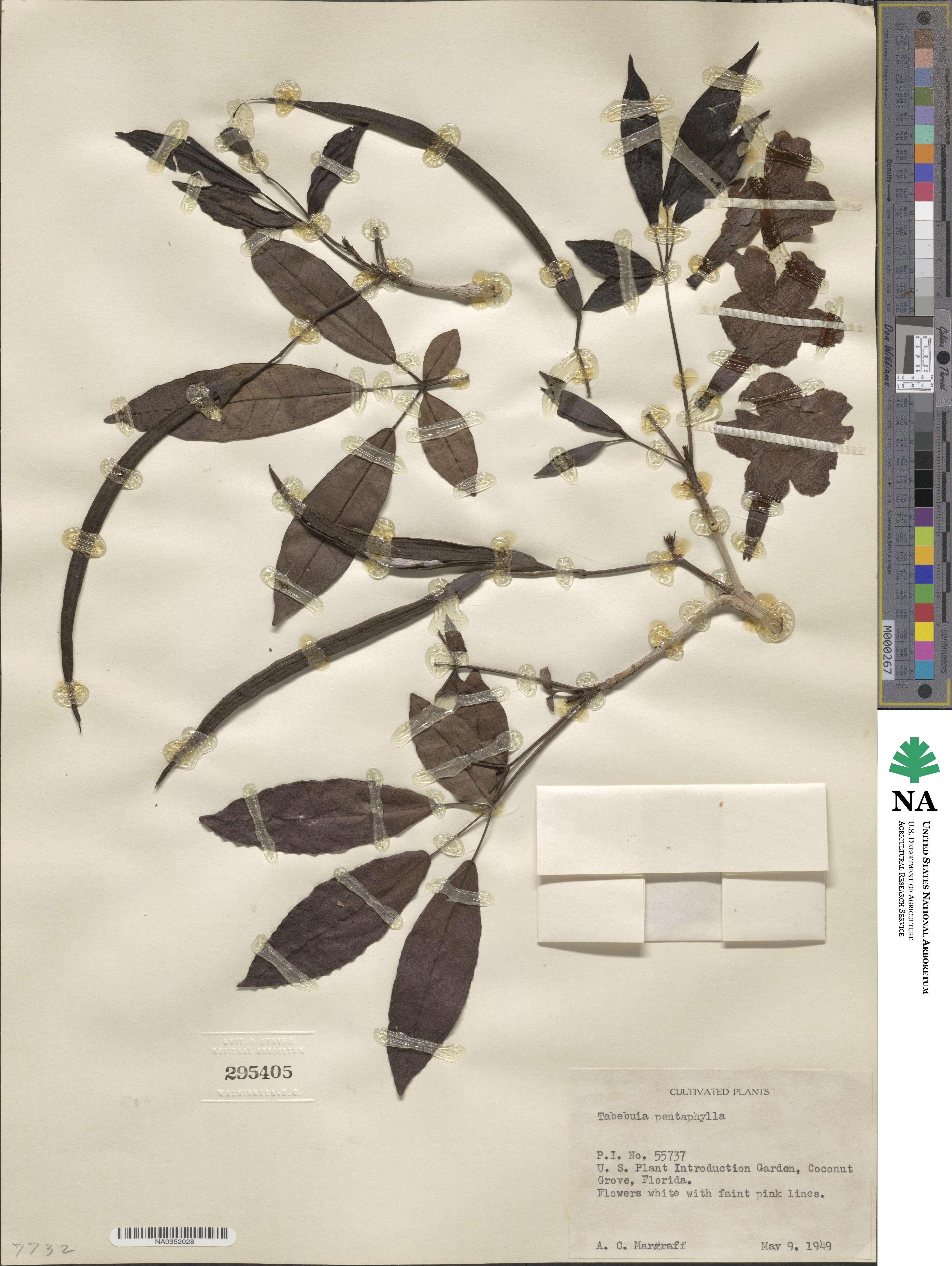 Tabebuia heterophylla image