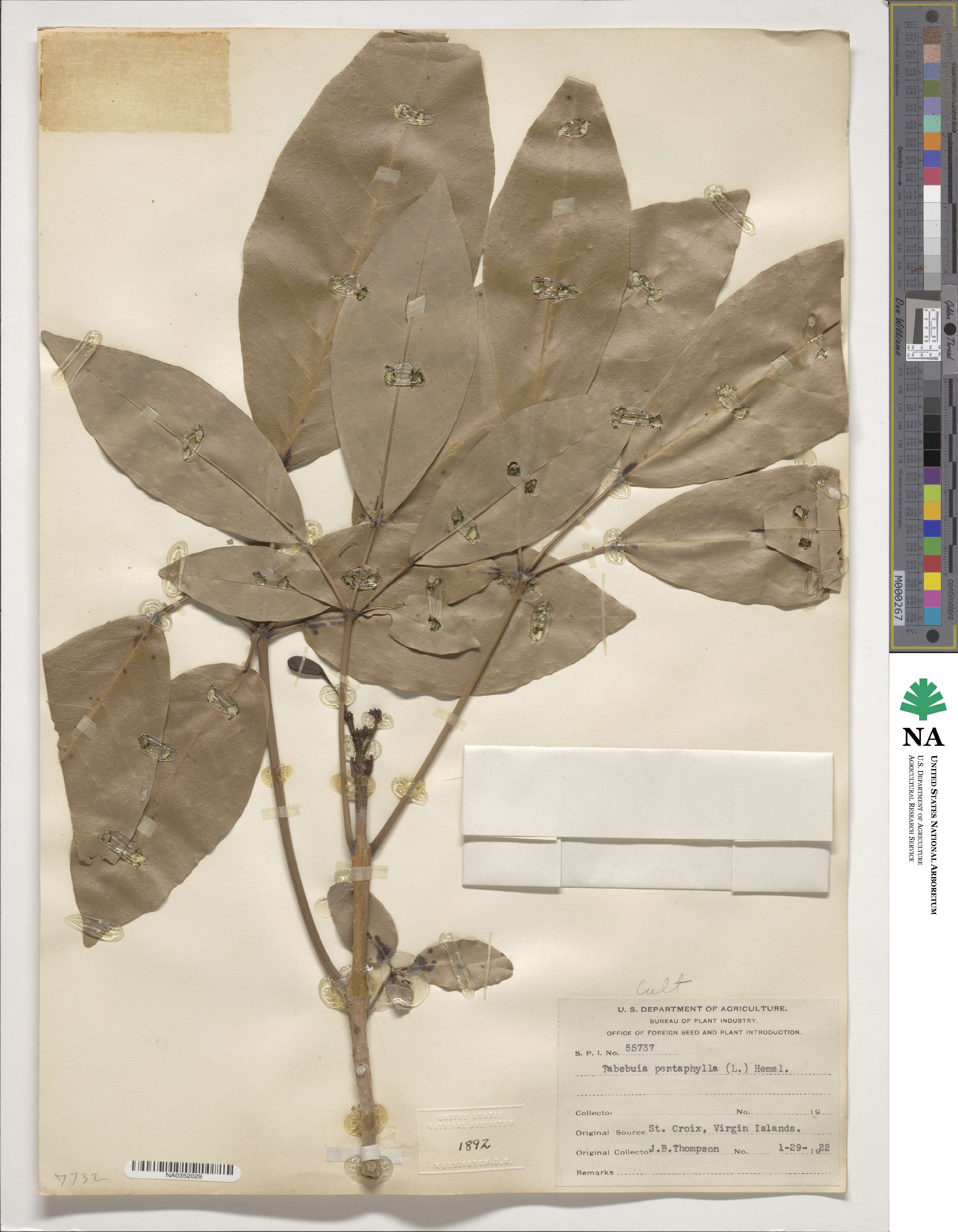 Tabebuia heterophylla image