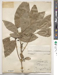 Tabebuia heterophylla image