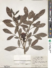 Tabebuia heterophylla image