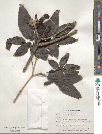 Tabebuia rosea image