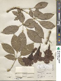 Tabebuia rosea image