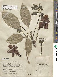 Tabebuia rosea image