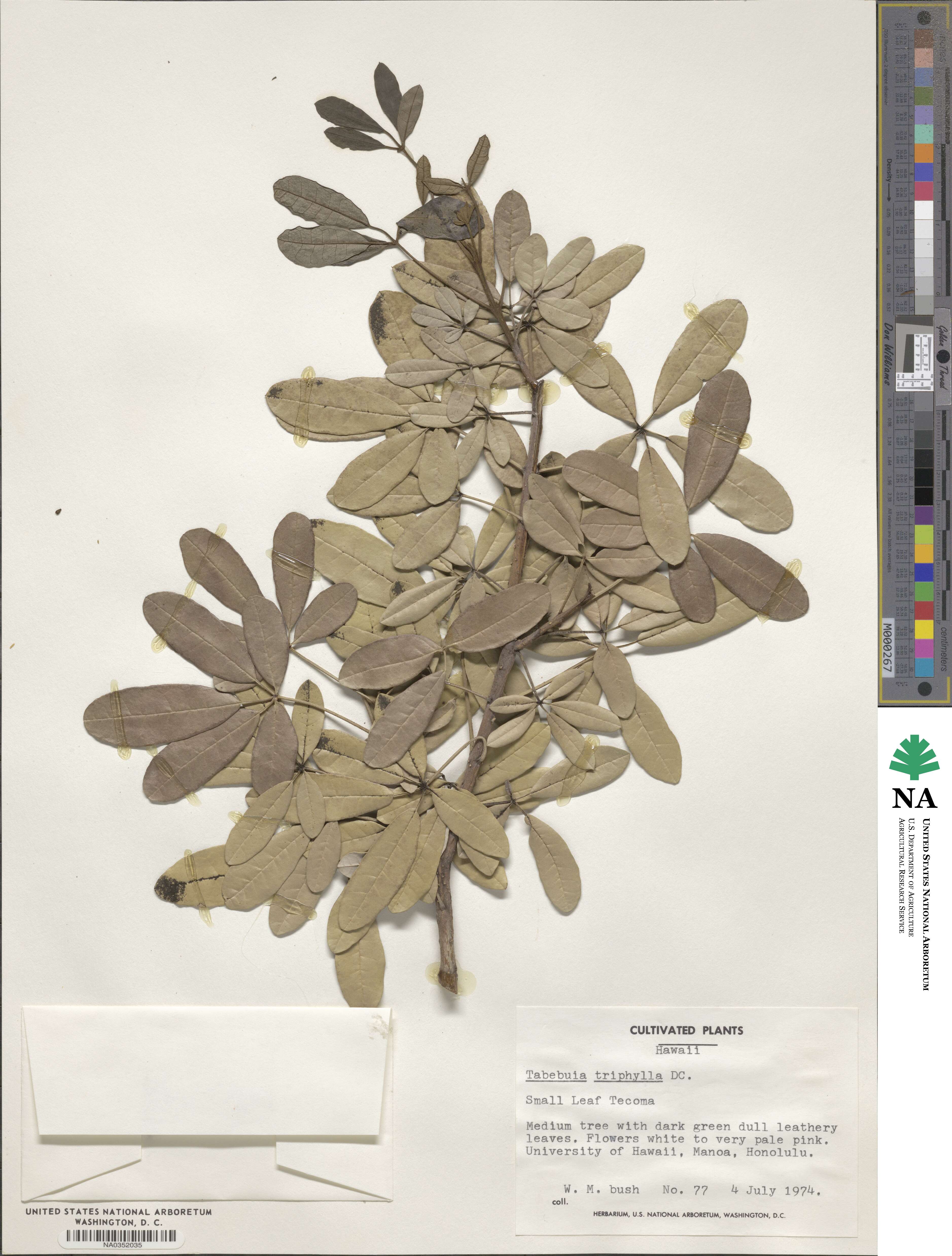 Tabebuia heterophylla image