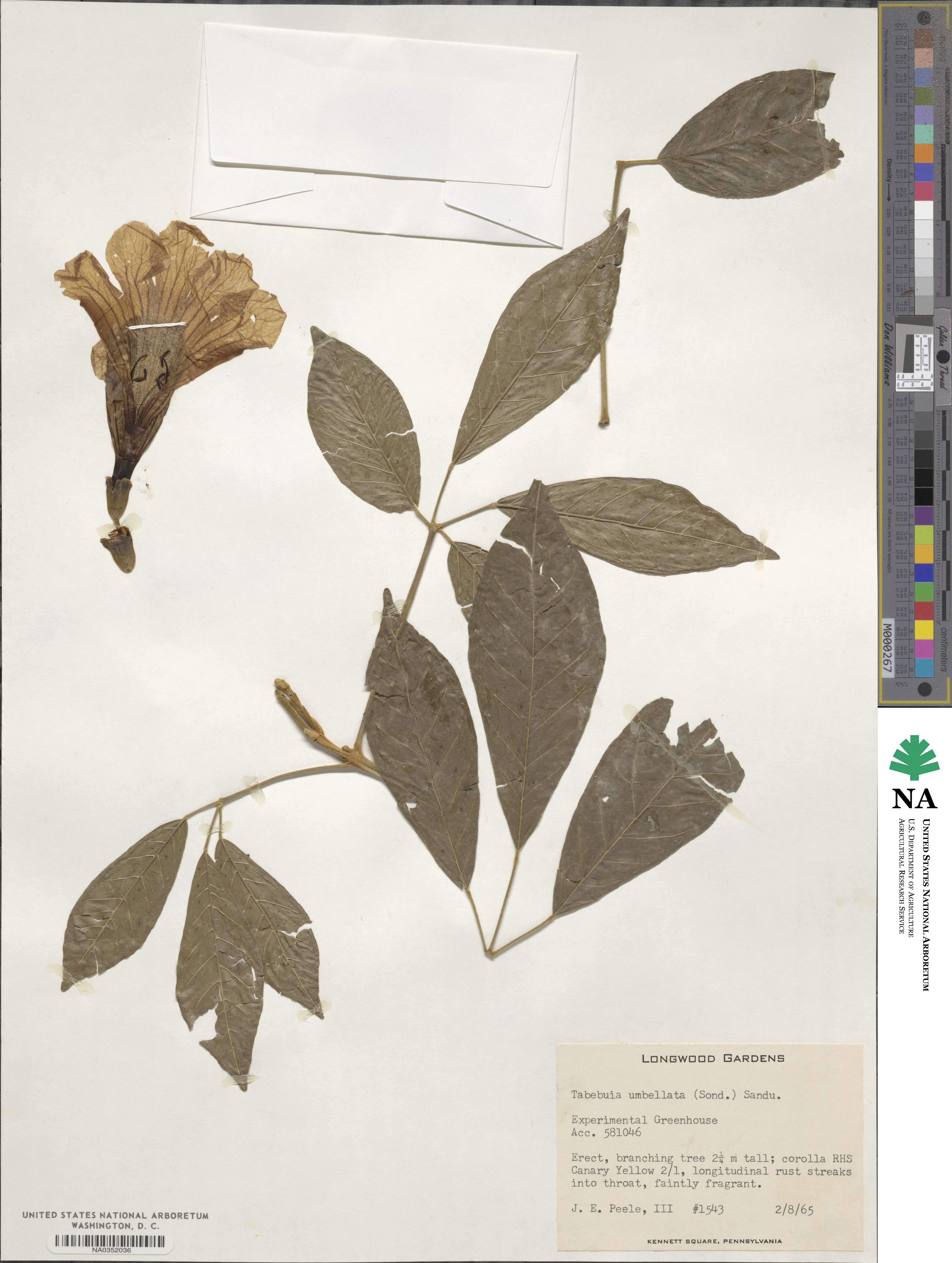 Handroanthus umbellatus image