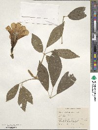 Handroanthus umbellatus image