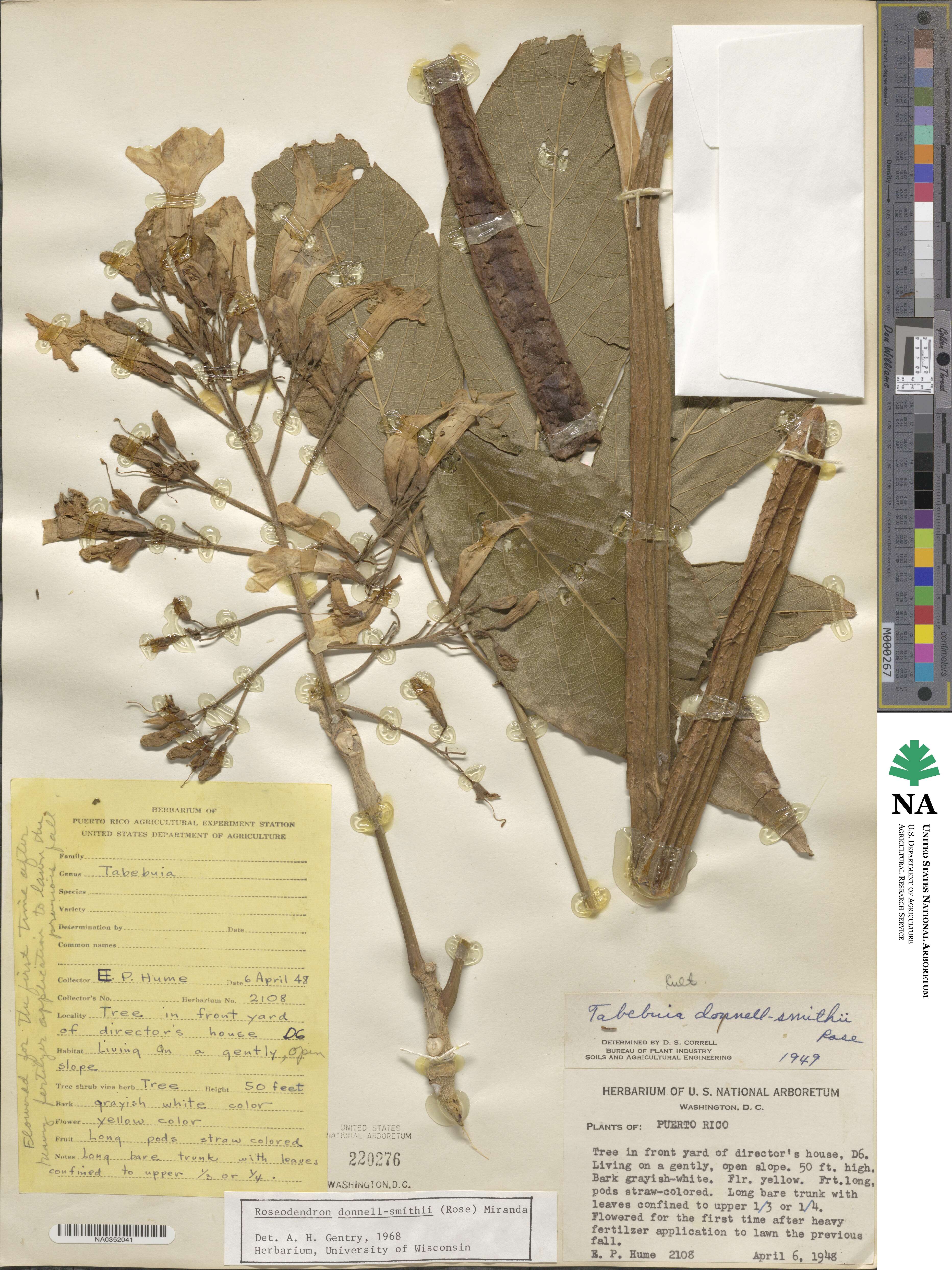 Roseodendron donnell-smithii image