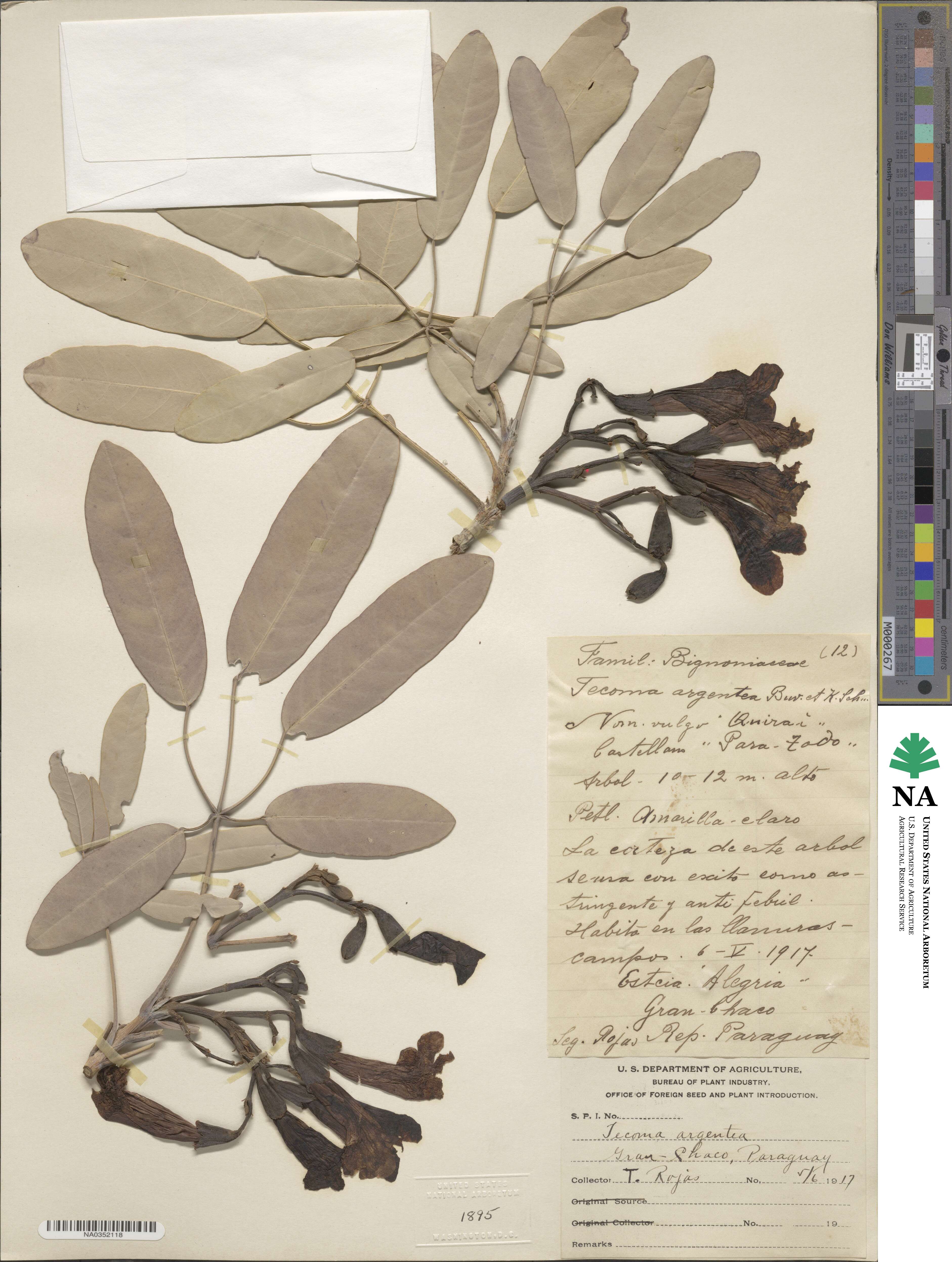 Tabebuia aurea image