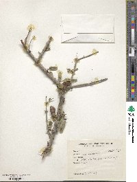 Image of Tecomella undulata