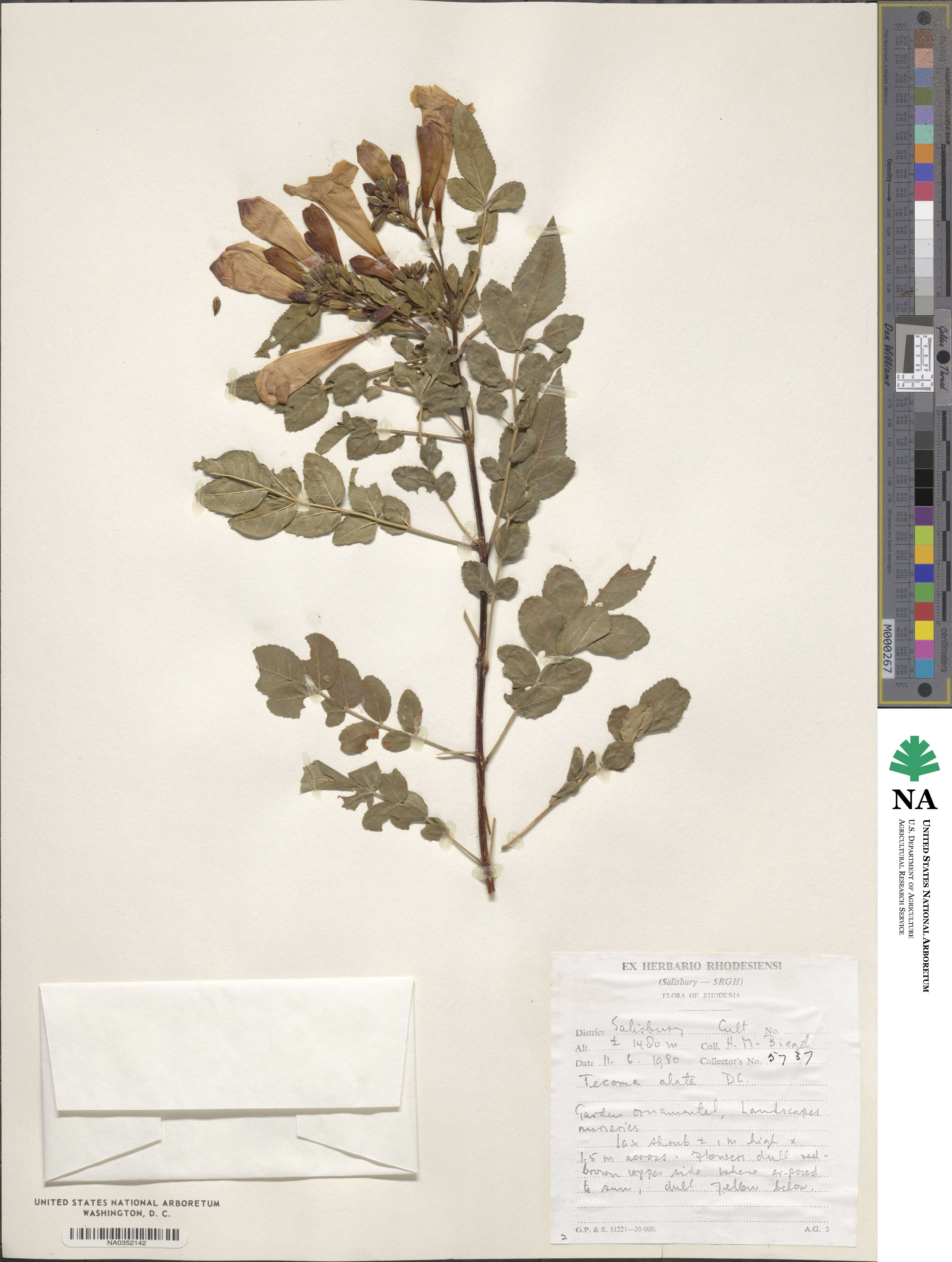 Tecoma fulva subsp. guarume image