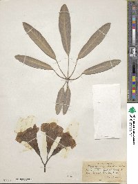 Tabebuia aurea image