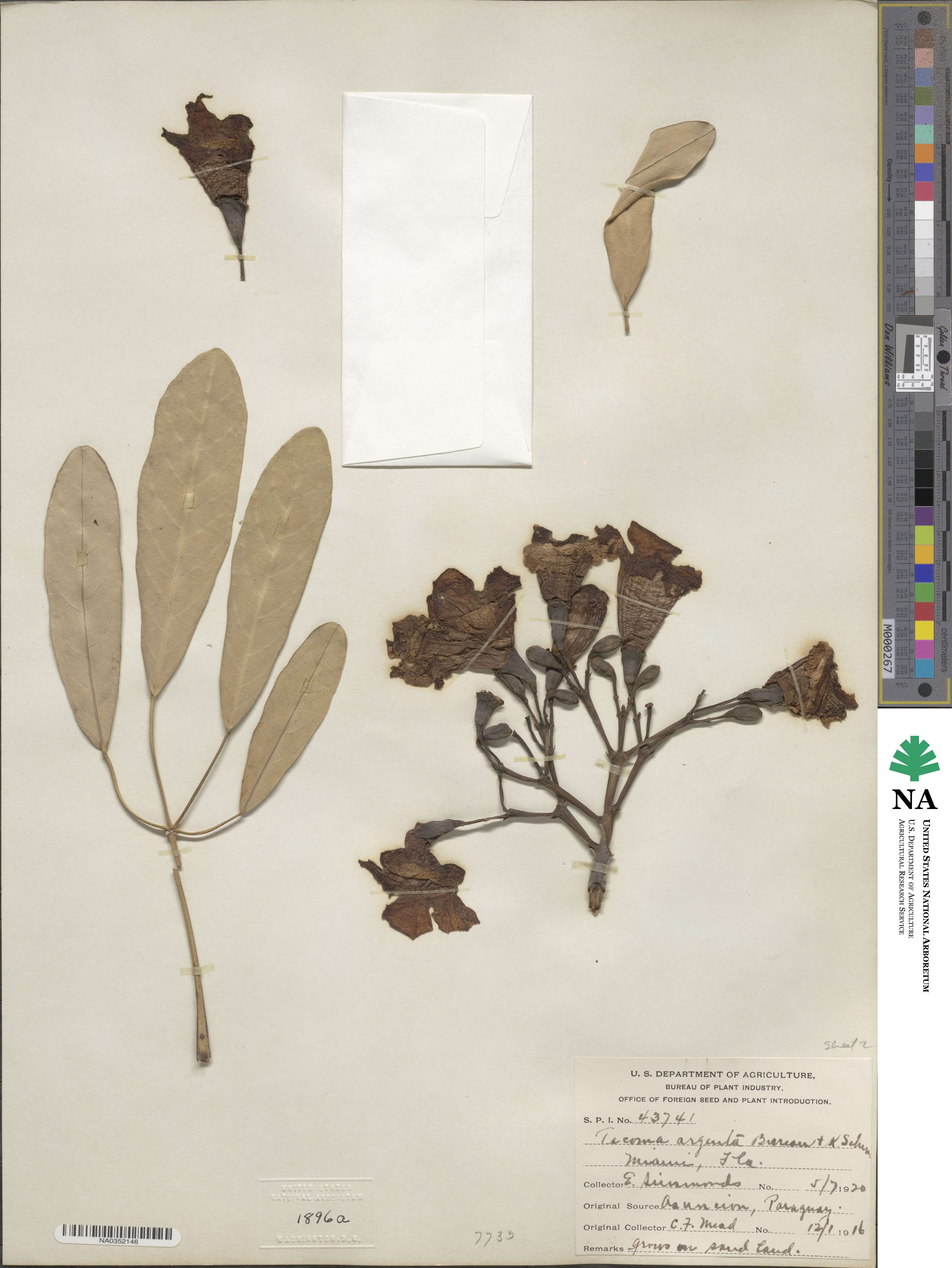 Tabebuia aurea image