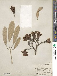 Tabebuia aurea image